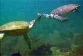 High Five Turtles