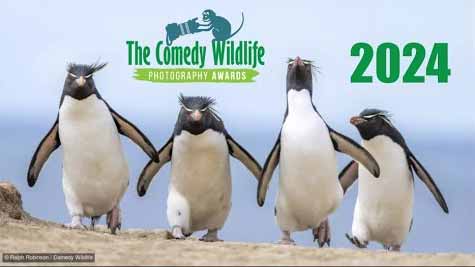Hilarious Animal Moments You Have to See! 2024 Comedy Wildlife Photo