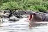 Hippo Rescues Wildebeest (aka Gnu) From Crocodile