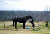 Horse And Dog Are Best Friends