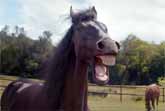 Horses Laugh Hysterically at Bad Driver in Funny VW Commercial