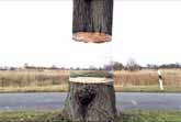 Hovering Tree Illusion Painting