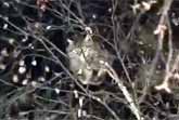 How Not To Save A Cat Stuck In A Tree