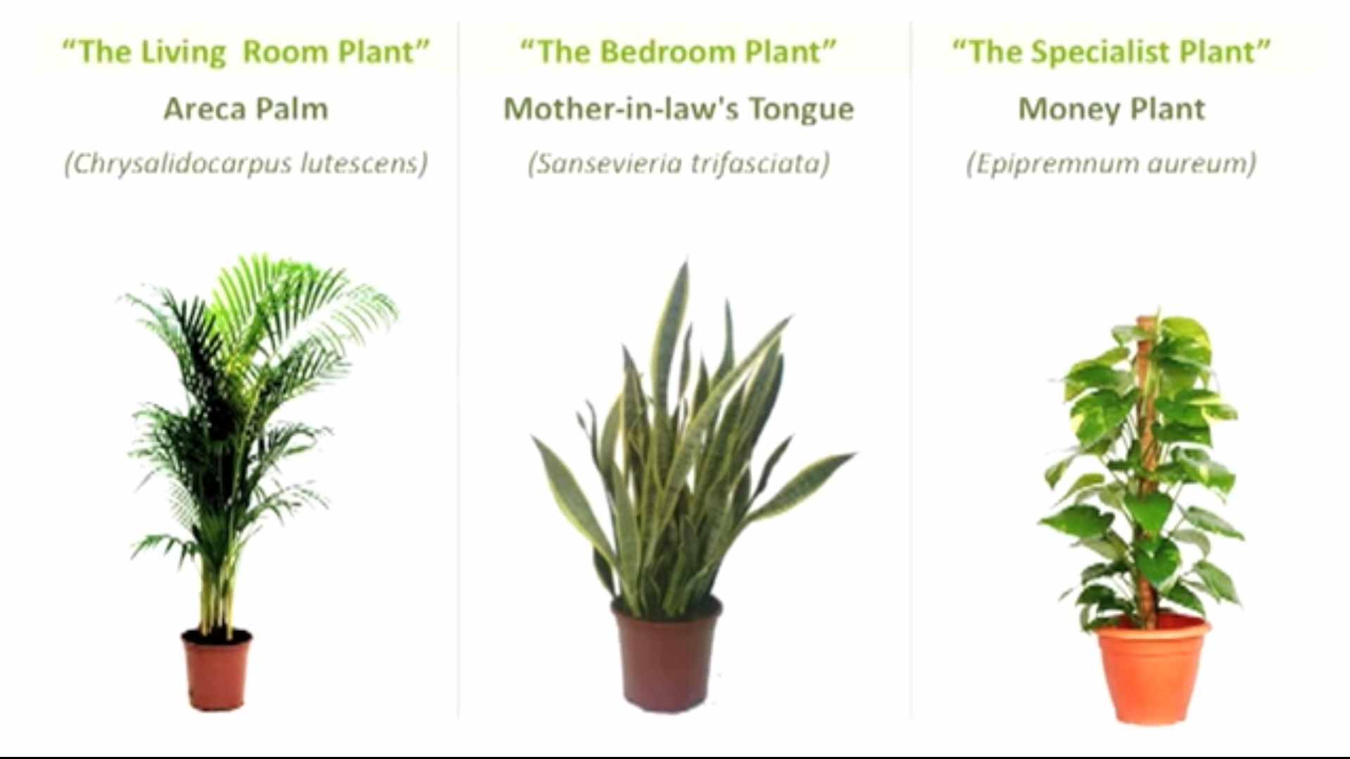 Комнатные растения много кислорода. Растения очищающие воздух. Комнатные растения выделяющие кислород. Домашние цветы обогащающие кислородом. Комнатный цветок для обогащения кислородами.