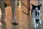 "How to Walk Your Human" by Kodi the Kitten