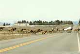 Huge Herd Of Elks Crossing - With An Ending That Will Make You Smile