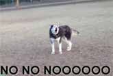 Husky Protests Loudly When It Is Time To Leave The Dog Park