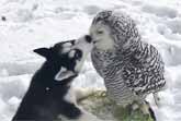 Husky Puppy And Snowy Owl Are Best Friends