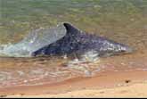 Hydroplaning Dolphins Catch Fish In Just Inches Of Water