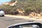 Impala Jumps Into Car to Escape Cheetah