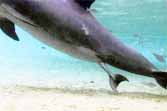 Incredible Dolphin Birth