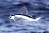 Incredible Flying Fish