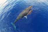 Incredible View Of A Mother Humpback Whale And Her Baby