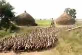 India Village - Ducks