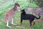 Kangaroo and Rottweiler Are Best Friends