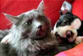 Boston Terrier & Kitten
