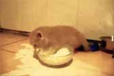 Kitten Goes Wild Over Milk