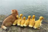 Kitten Leads Duckling Adventure