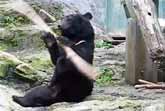 Kung Fu Bear