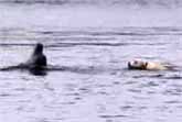 Labrador and Dolphin