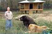 Lion, Tiger & Bear Living Together