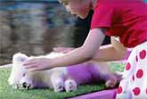 Little Chinese Girl Puts 5 Animals To Sleep On Stage In 5 Minutes