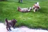 Little Kitten Defends His Mother From The Dog