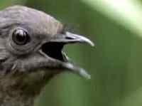 The Amazing Lyre Bird