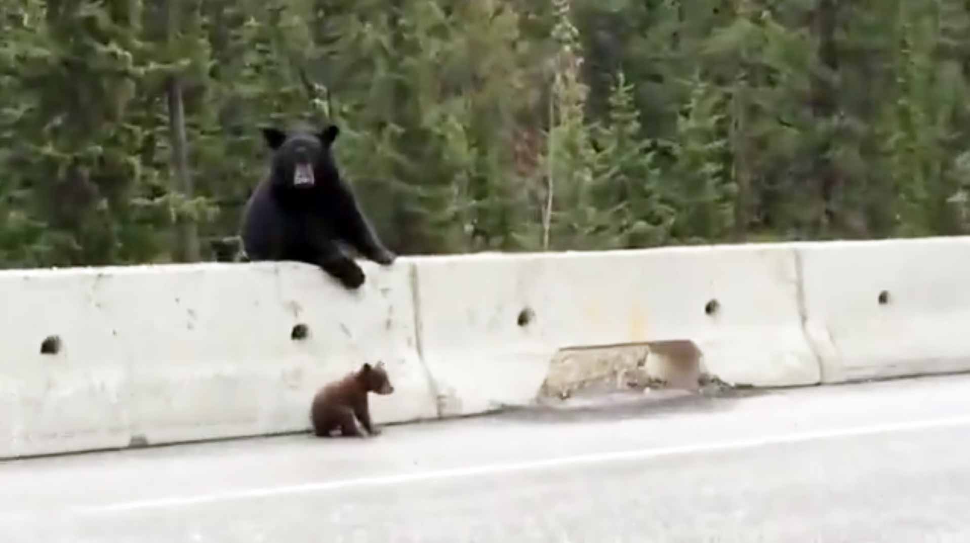 What Mama Bear Does After Man Saves Her Cubs Mama Bear Saves The Day