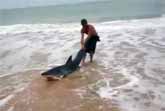 Man Risks His Life to Save A Beached Shark
