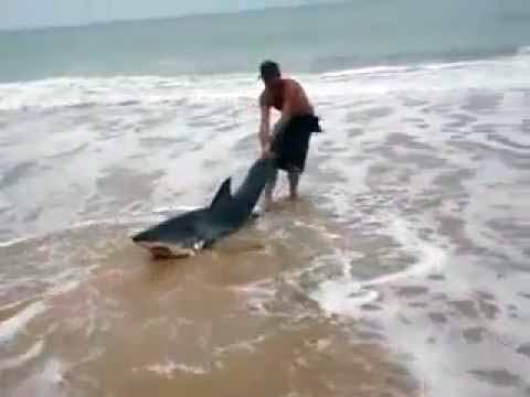Man Risks His Life to Save A Beached Shark