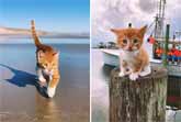 Marlin - The Swimming Ocean-Loving Cat