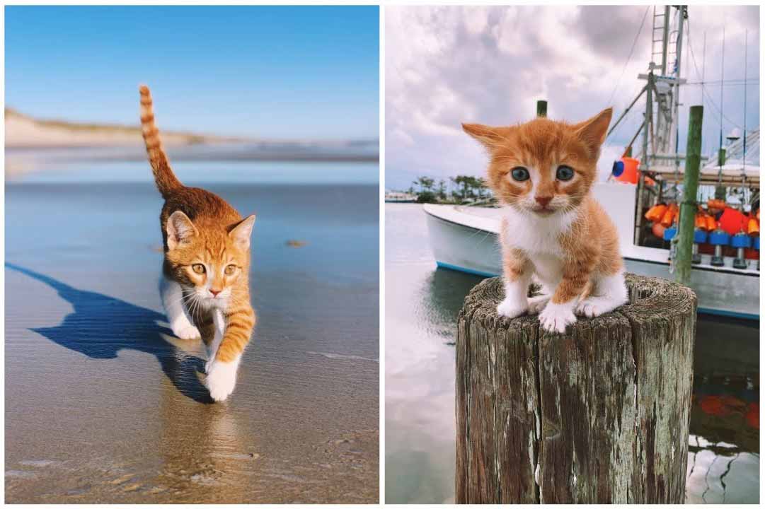 Marlin The Swimming OceanLoving Cat