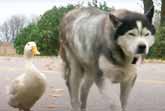 Max and Quackers: A Tail of Unlikely Friendship