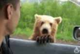 Meanwhile in Russia - The Bear