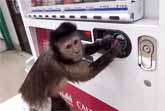 Monkey Buys Juice From Vending Machine