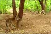 Monkey Taunts Tiger