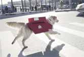 Moscow Pizzeria Introduces Pizza Delivery By Dogs