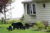 Mother Bear With 5 Cubs Roaming Through Butler, New Jersey