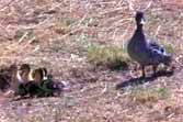 Mother Duck vs. Hyena