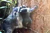 Mother Raccoon Teaches Her Baby How To Climb A Tree