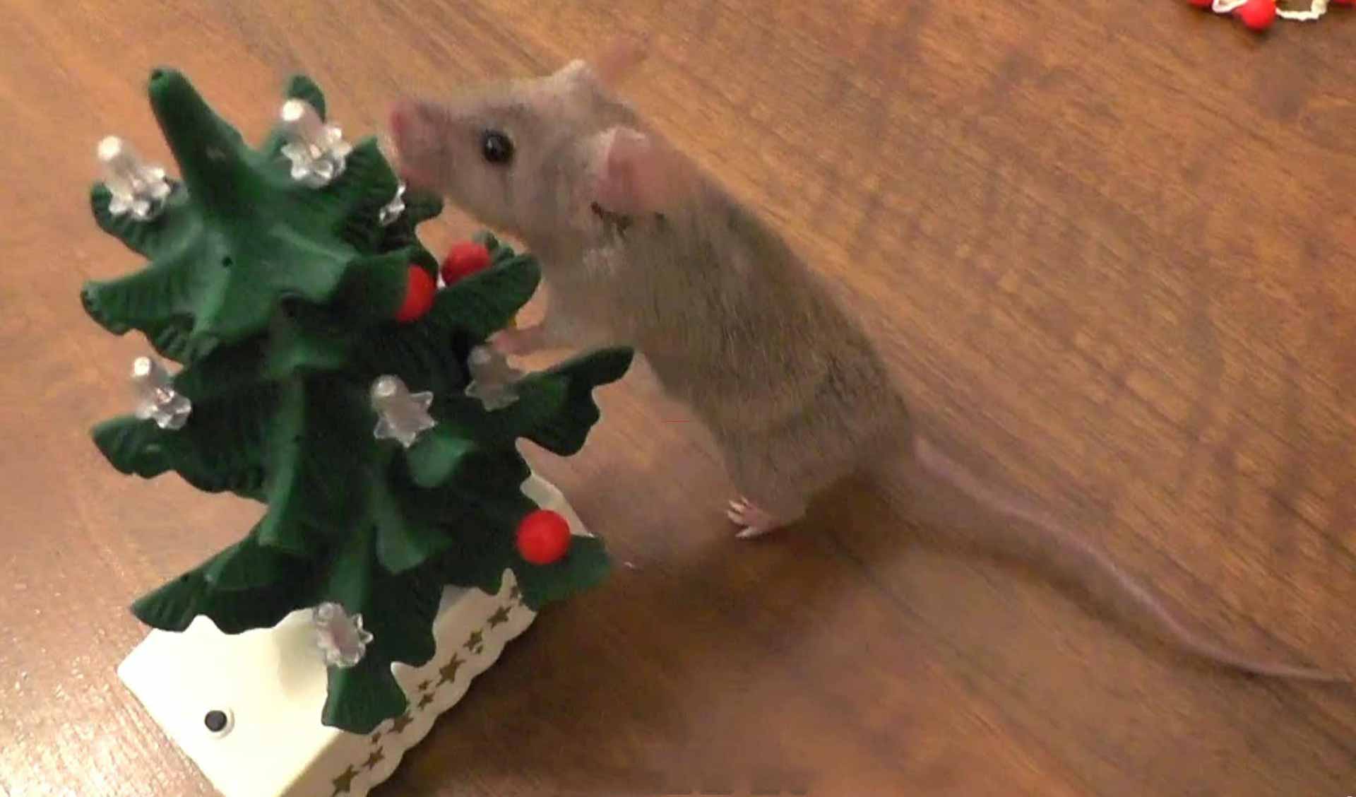 Mouse Decorates Christmas Tree
