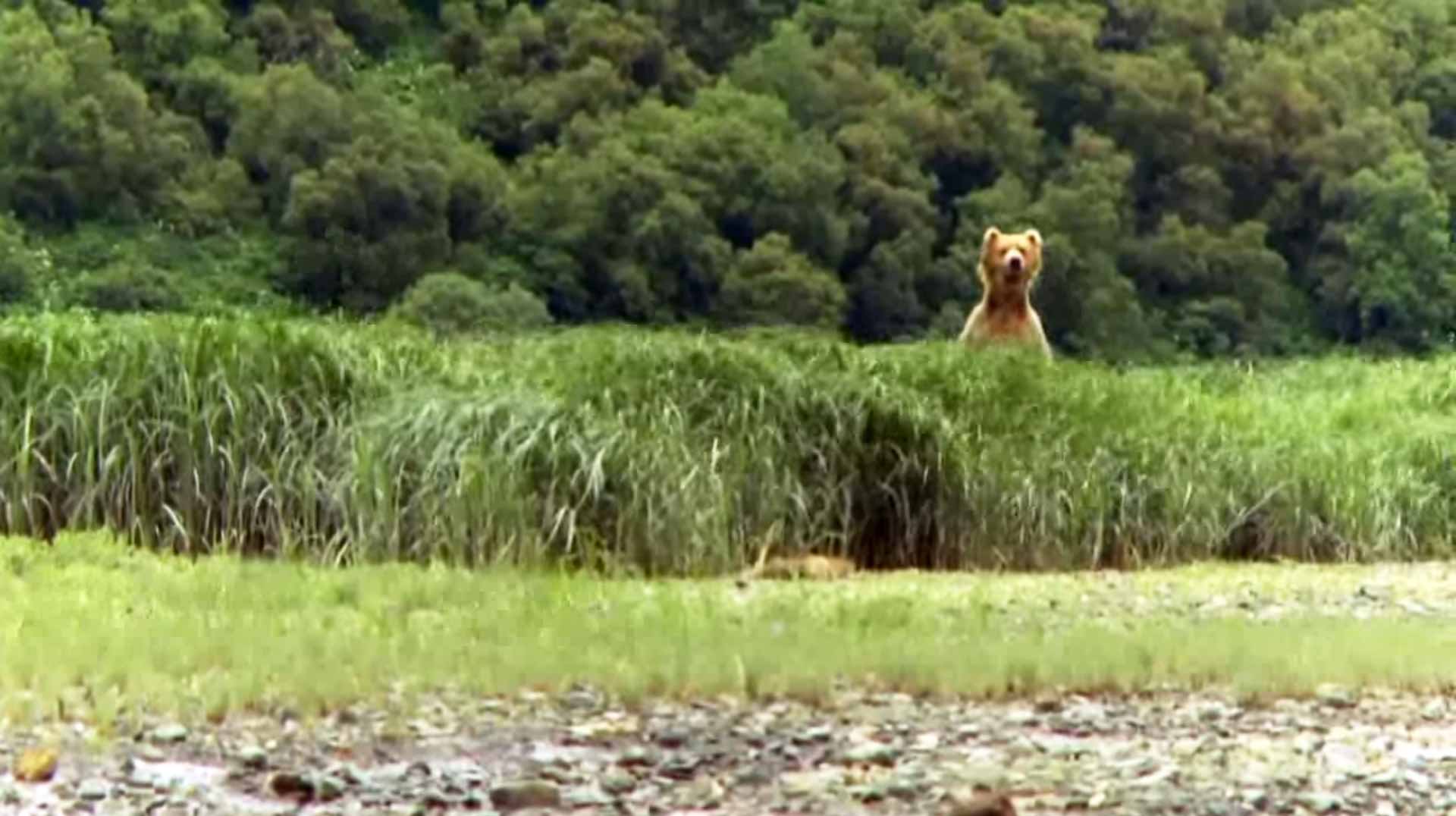 National Geographic - Wild Animals National Geographic - Wild Animals