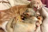 Ned The Cat Bathes Two Sleeping Ferrets