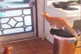 Ninja Kitten Escape