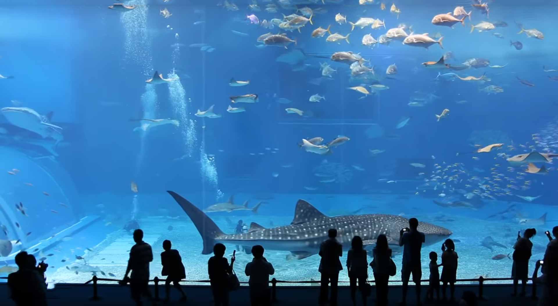 Okinawa Churaumi Aquarium