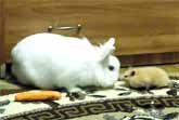 One Rabbit One Hamster And One Carrot