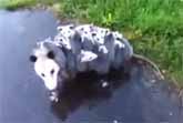 Opossum Mom Carries 15 Babies On Her Back