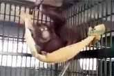 Orangutan Building Its Own Hammock Caught On Camera