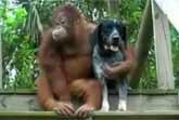 Orangutan & Dog